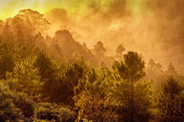 Вершина соснового лісу в тумані — стокове фото