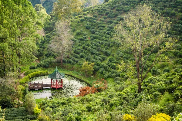 Plantaciones de té verde en el valle del norte de Tailandia . — Foto de Stock