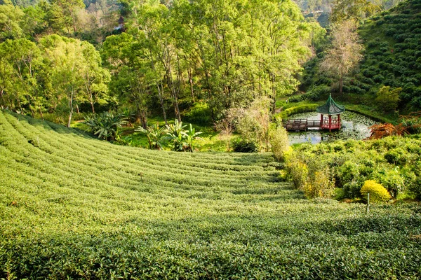 Plantações de chá verde no vale do norte da Tailândia . — Fotografia de Stock