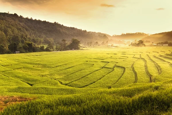 Green rice fields in the Central Valley. — Stock Photo, Image