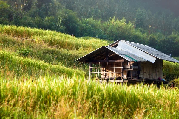 Zöld rizs mezők a közép-völgy. — Stock Fotó