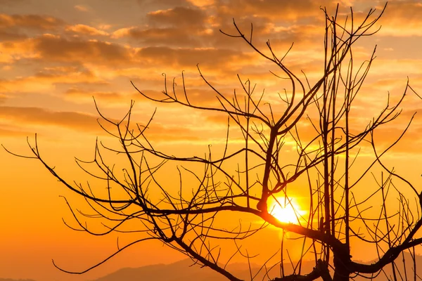 Träden dö med morgon solljus. — Stockfoto