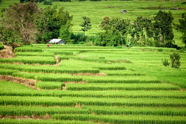 Les rizières vertes de la vallée centrale . — Photo