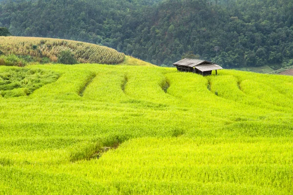 Campos de arroz verde no Vale Central . — Fotografia de Stock