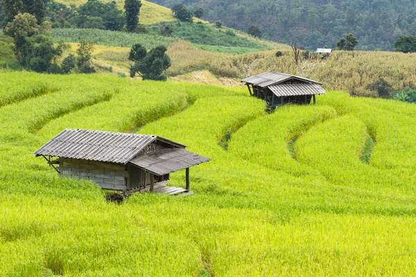 Zöld rizs mezők a közép-völgy. — Stock Fotó