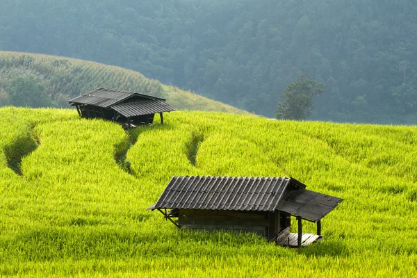 Les rizières vertes de la vallée centrale . — Photo