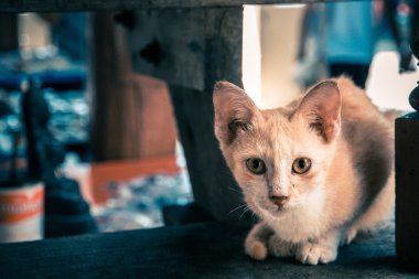 Tapınağın merdivenlerde oturan kedi.