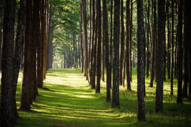 Çam ormanı ile yeşil çimen
