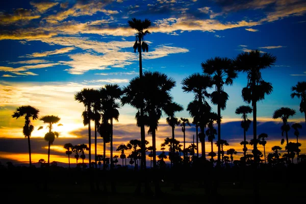 Palmiye ağaçları ve akşam gökyüzü — Stok fotoğraf