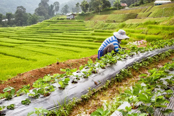 Green rice fields in the Central Valley. — Stock Photo, Image