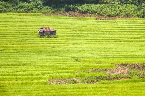 센트럴 밸리에 녹색 쌀 필드. — 스톡 사진