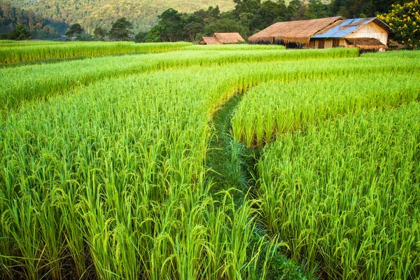 Grüne Reisfelder im zentralen Tal. — Stockfoto