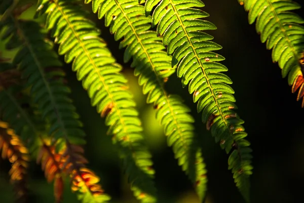 Grønt blad med morgensol . - Stock-foto