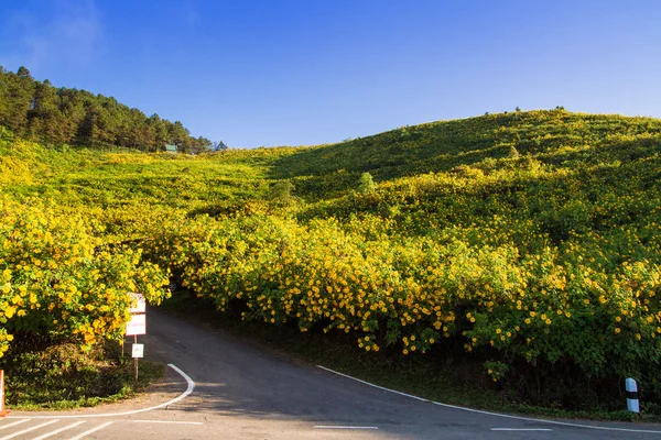 Campi di fiori gialli sulla montagna . — Foto Stock