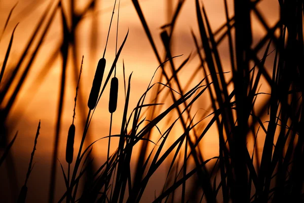 La hierba en la noche —  Fotos de Stock