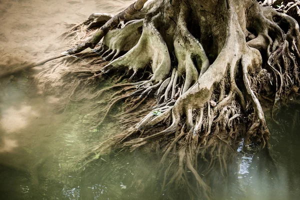 Racines d'arbres dans les cours d'eau . — Photo