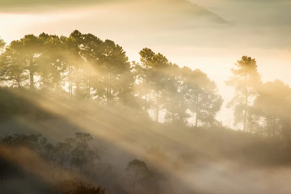 Morgenlicht durch die Bäume auf dem Bergnebel. — Stockfoto