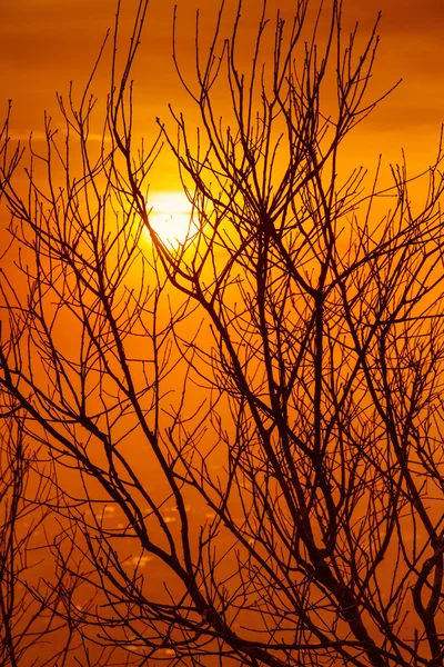 Siluett av torkade trädgrenar med sky i skymningen. — Stockfoto