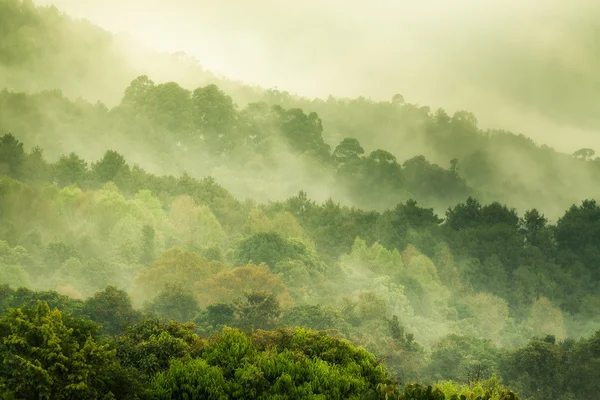 Waldgrün am Morgen. — Stockfoto