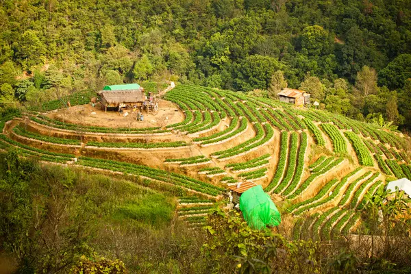 Strawberry farm on hilltop thailand — Stock Photo, Image