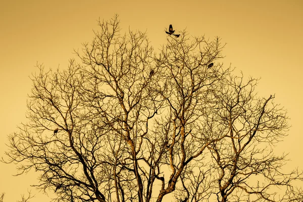 Arbre sec avec oiseaux volant — Photo