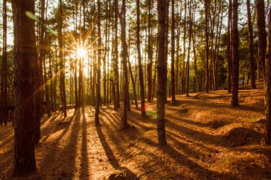 Ağaçların arasından parlayan son güneş ışığıyla Çam Ormanı