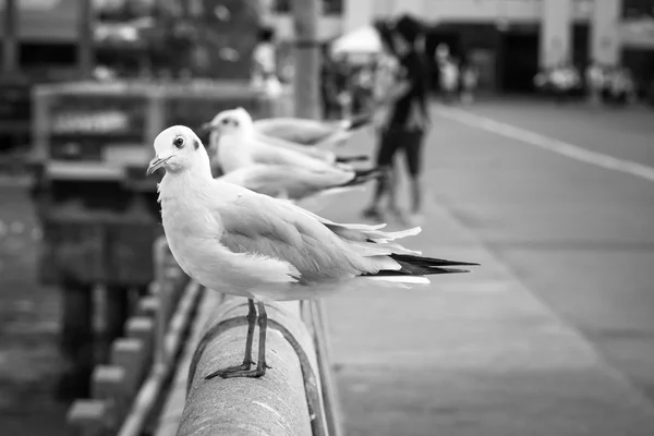 B & W Seagulls de pie en un puente . — Foto de Stock