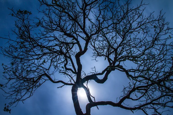 Arbre sec avec ciel bleu — Photo