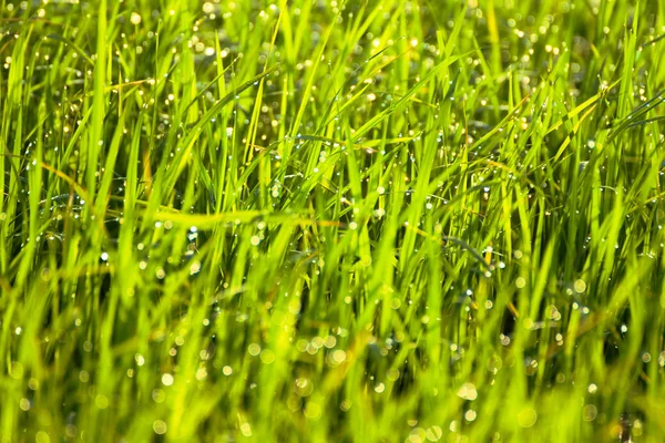 Роса на траві вранці . — стокове фото