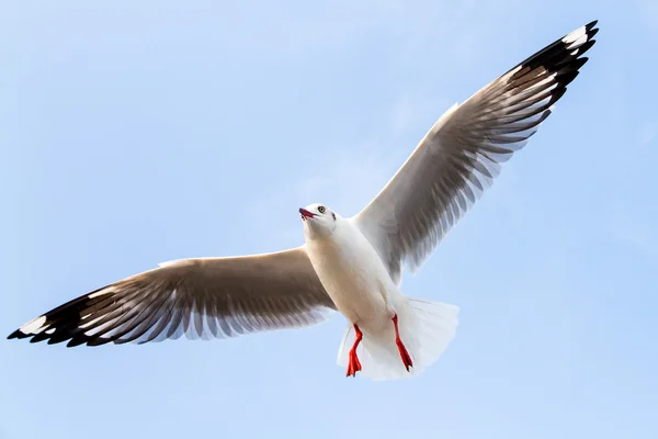 Les mouettes volent dans le ciel . — Photo