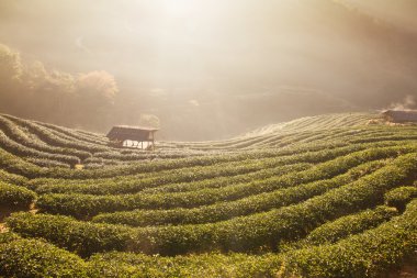 Yeşil çay alanında DOI Angkhang, Chiang mai, Tayland.