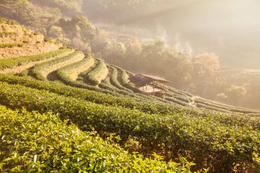 Yeşil çay alanında DOI Angkhang, Chiang mai, Tayland.
