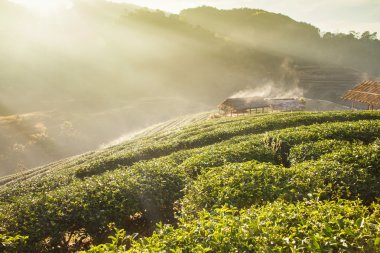 Yeşil çay alanında DOI Angkhang, Chiang mai, Tayland.