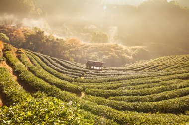 Yeşil çay alanında DOI Angkhang, Chiang mai, Tayland.