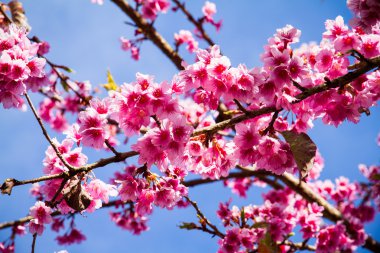 Kiraz çiçekleri Sakura Pembe çiçek mavi gökyüzünde Chiangmai, T ile