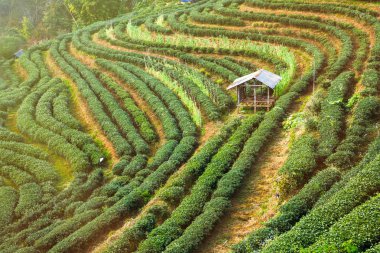 Yeşil çay alanında DOI Angkhang, Chiang mai, Tayland.