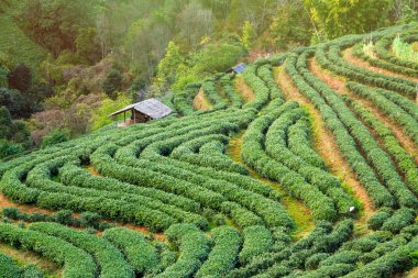 Yeşil çay alanında DOI Angkhang, Chiang mai, Tayland.