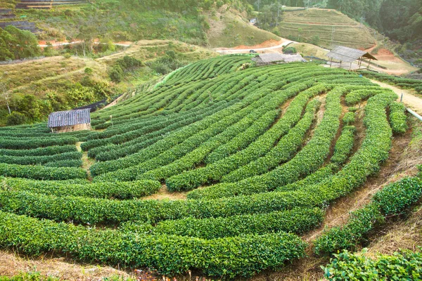 Green tea field in Doi Angkhang, Chiang mai, Thailand. — Stock Photo, Image