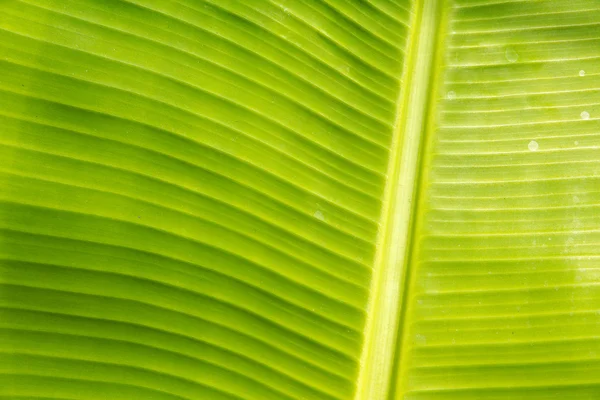 Primer plano de la textura de la hoja de plátano, verde y fresco , — Foto de Stock