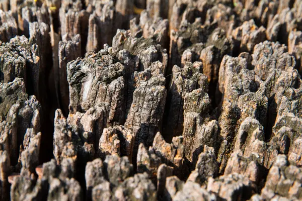 Régi fa csonk textúra háttér — Stock Fotó