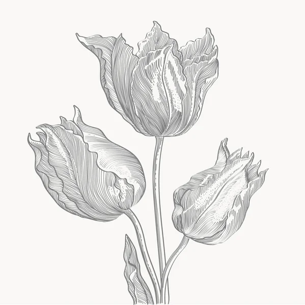 Eingravierte Tulpen — Stockvektor