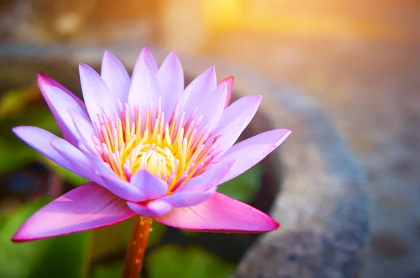 Water lily — Stock Photo, Image