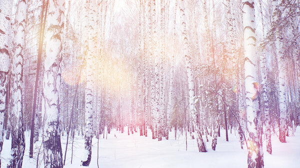 Winter magic birch grove