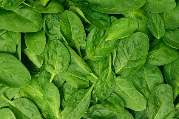 Yong spinach — Stock Photo, Image