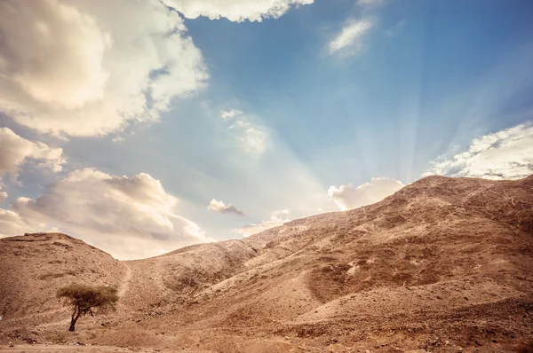 Wüstenlandschaft — Stockfoto