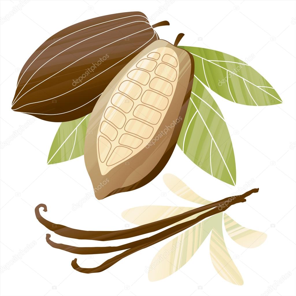 Cacao beans and vanilla pods illustration