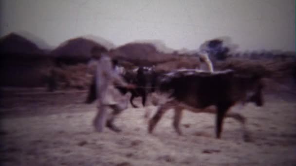 男性を実行して、ファームの牛の群れ — ストック動画