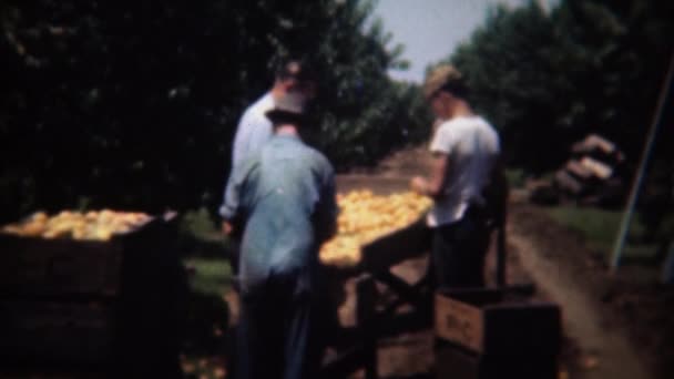 Centro de clasificación de cosecha de campo de fruta naranja — Vídeos de Stock