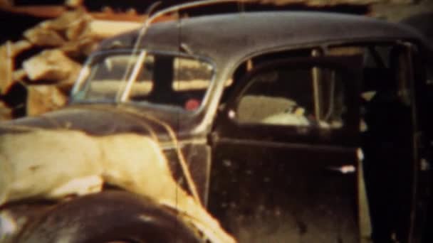 Мертві олені прив'язаним до автомобіля — стокове відео