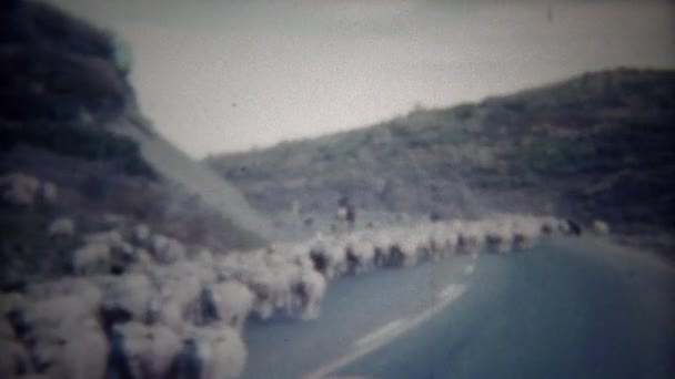 Stádo ovcí hnát dolů uprostřed silnice, ulice — Stock video
